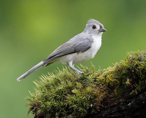 Tufted Titmouse -Острохохлая синица