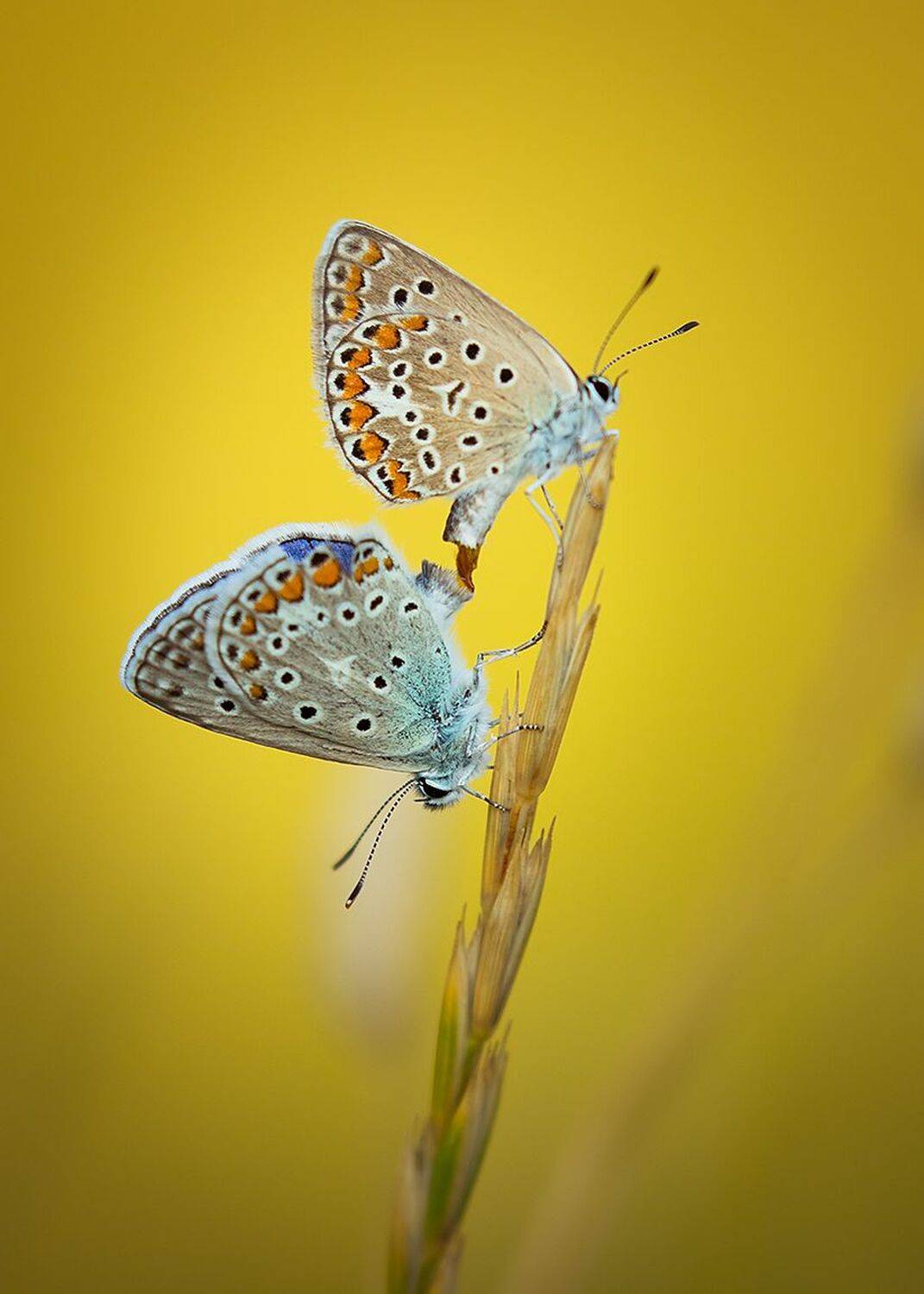 , Robert Adamec