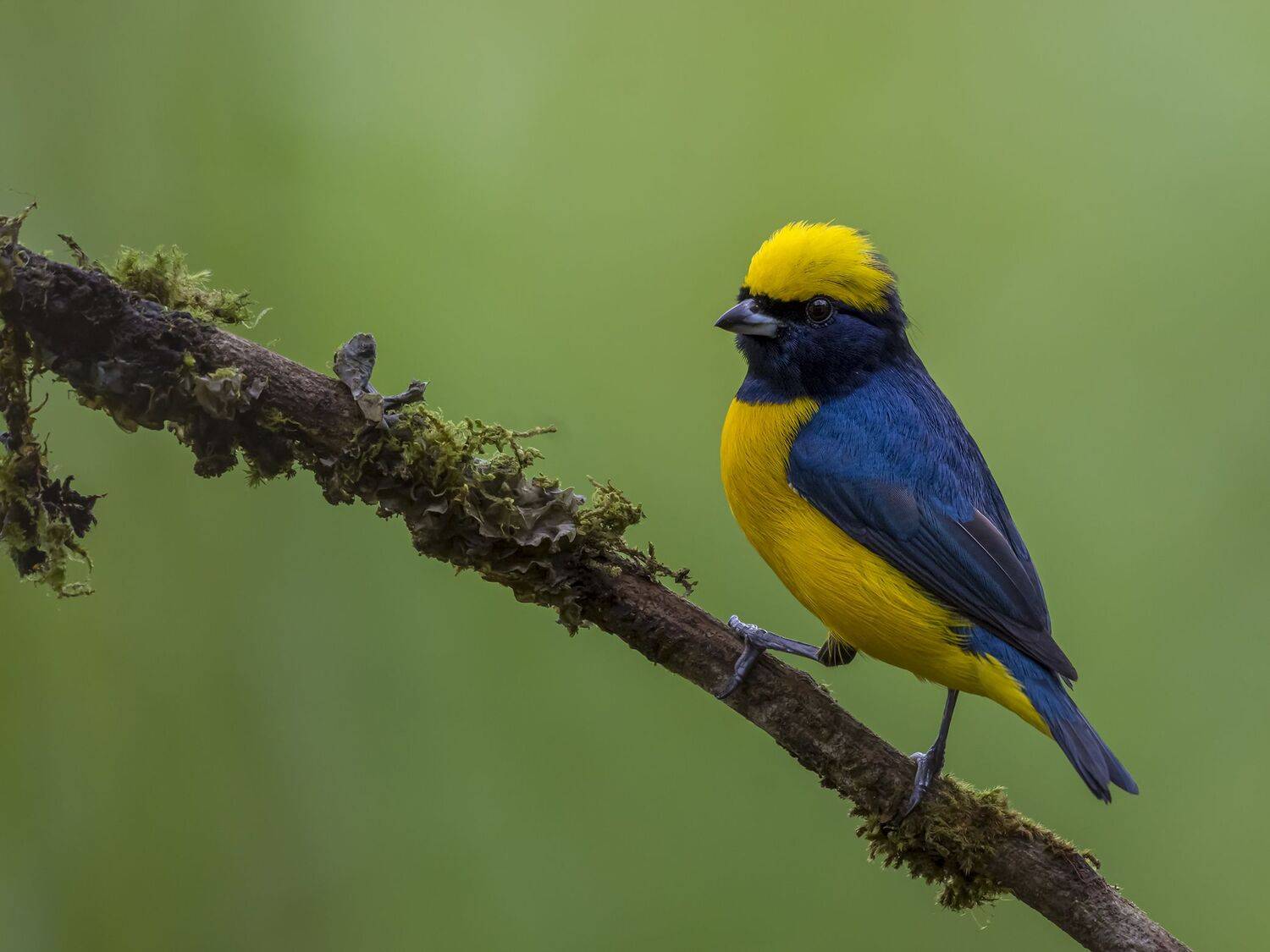 , Fernando Burgalin Sequeira