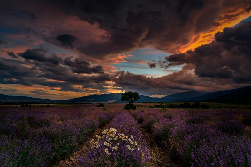 Лаванда в Болгарии.. фото превью