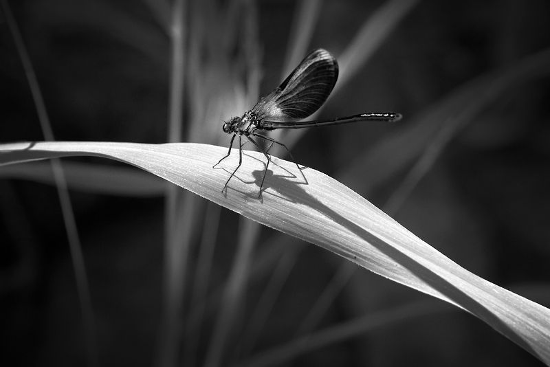 В объятиях тени фото превью