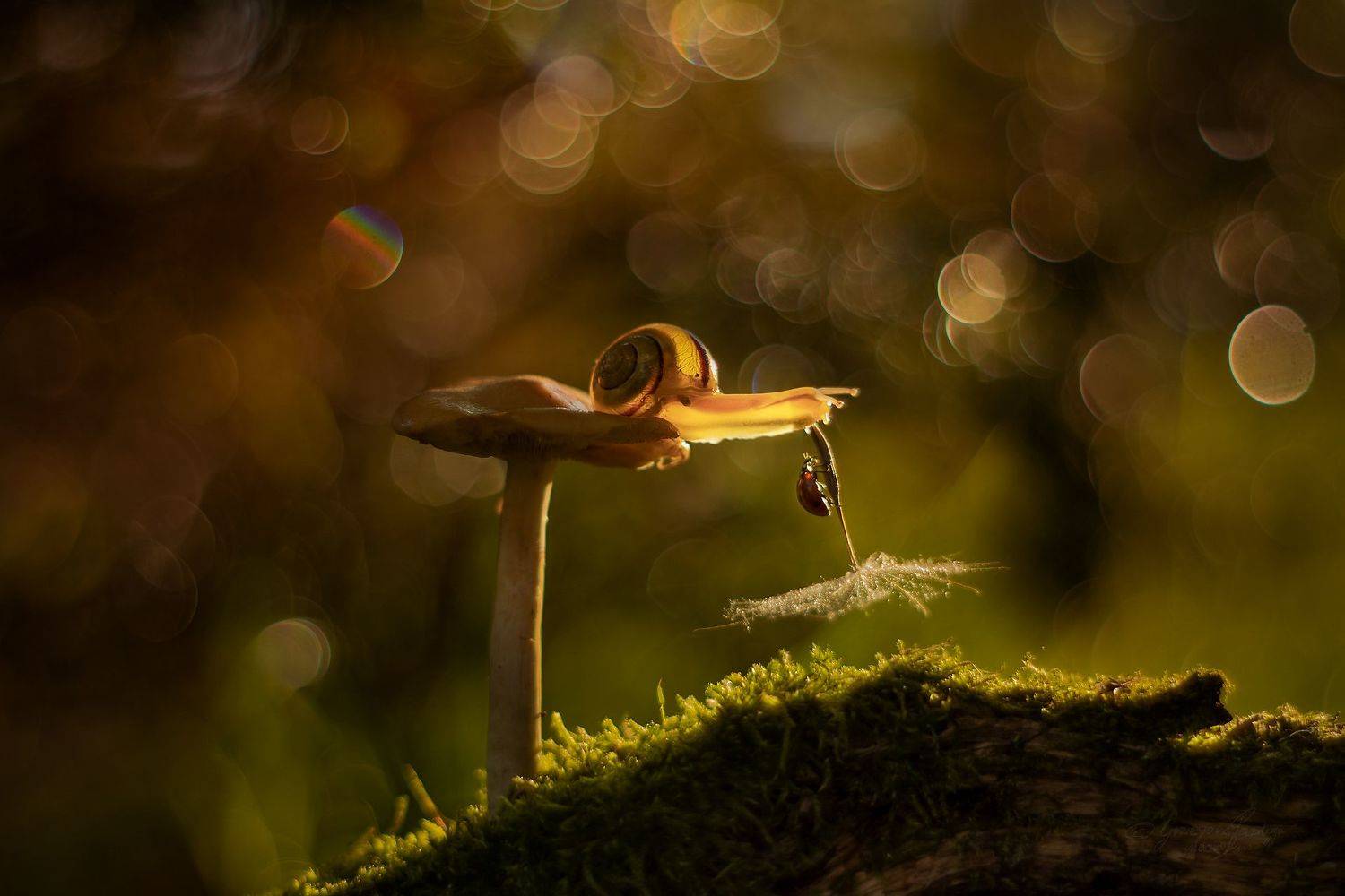 , Grzegorz macrofun Pazdyga