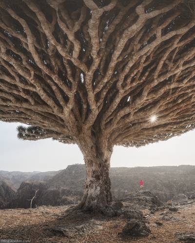 Socotra