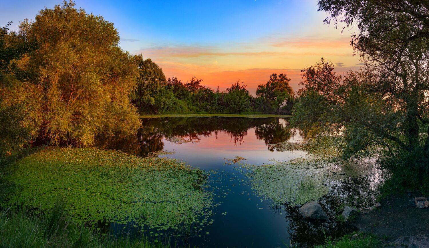 вечер,пруд,июль,природа пейзаж, Елена Брежицкая