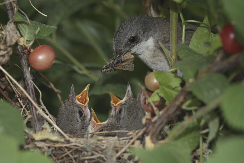 мельник фото превью