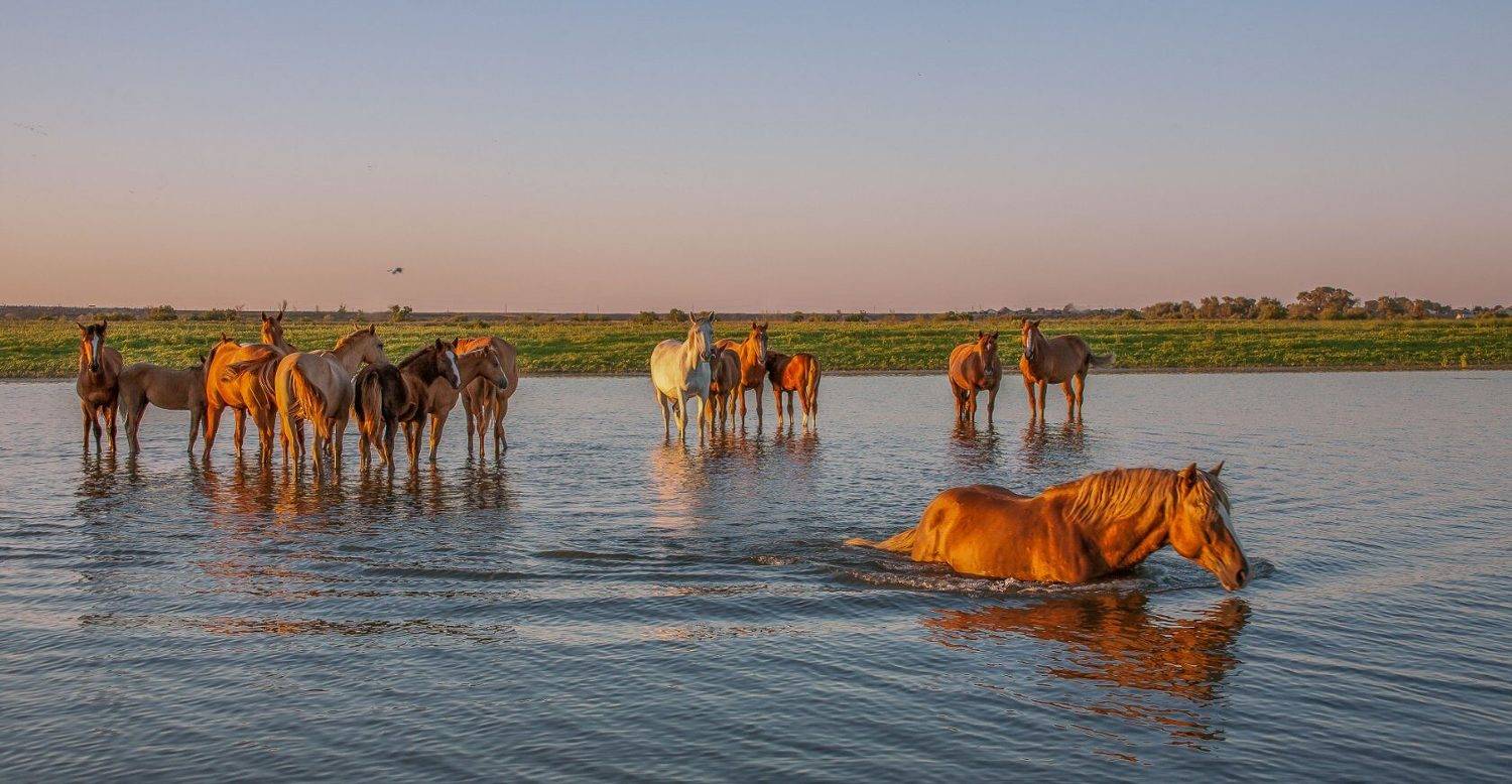 Атраханская обл  Лиманский район, Сергей цыбизов