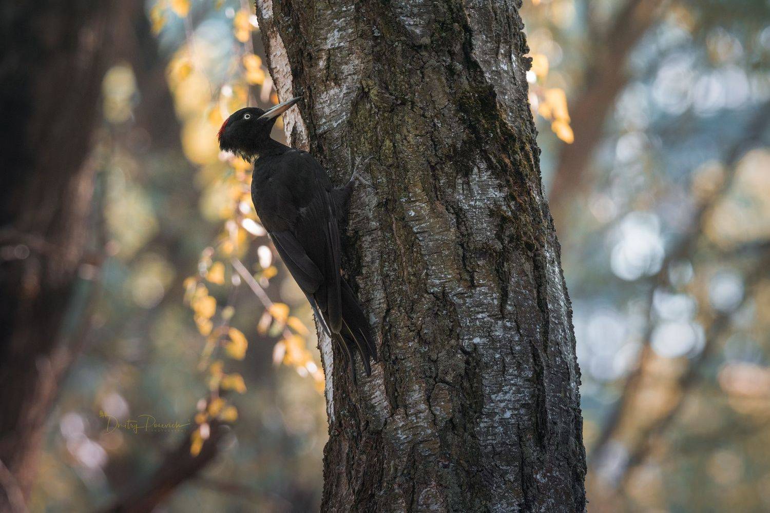 природа, лес, поля, огороды, животные, птицы, макро, Дмитрий Посевич