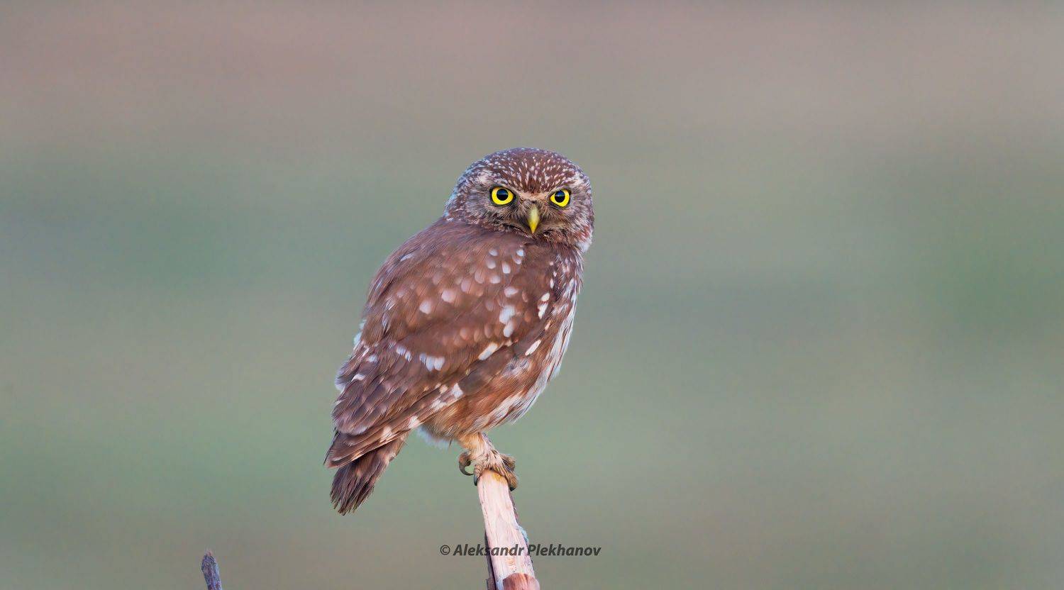 , Alexander Plekhanov