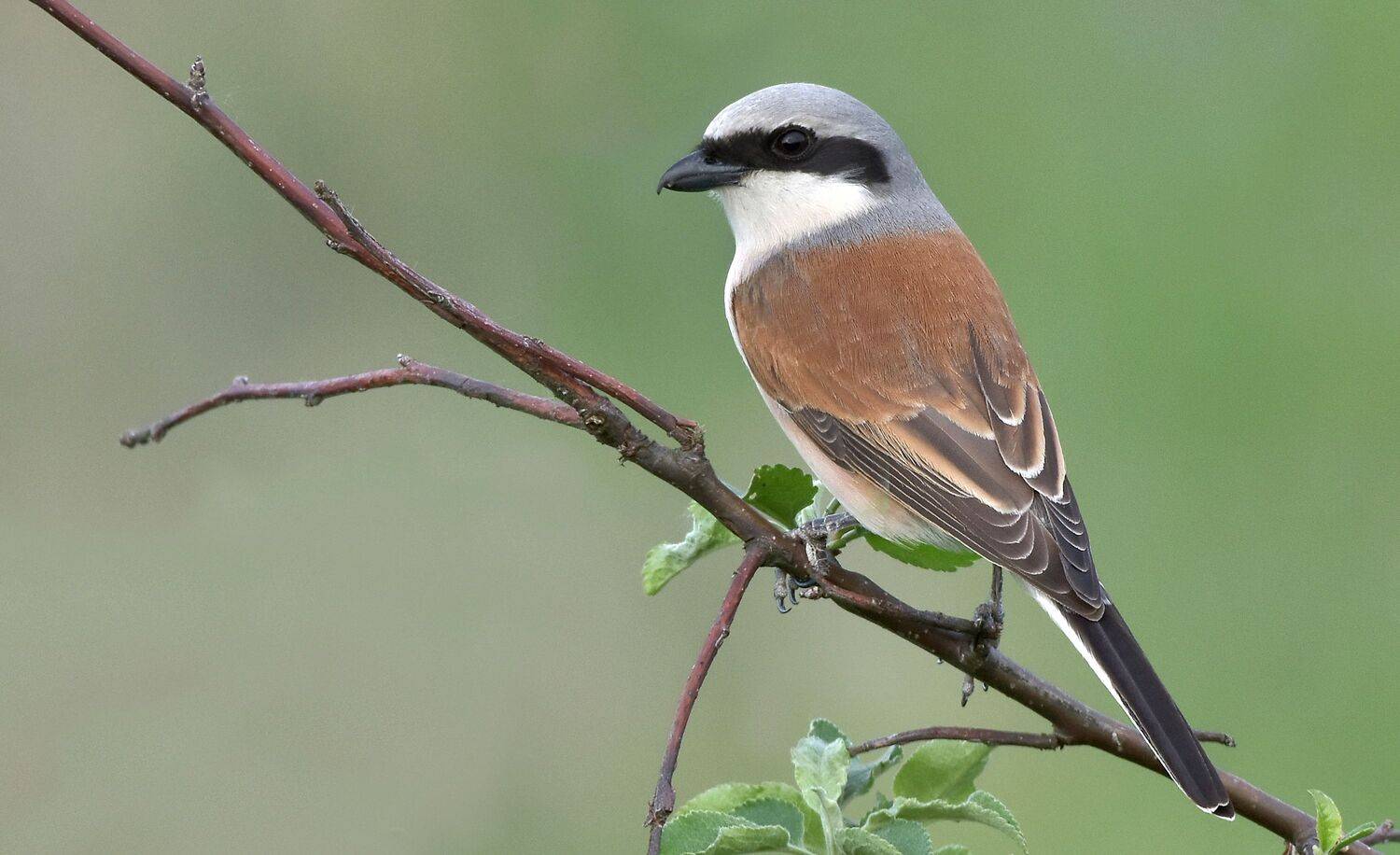 , Макеев Алексей