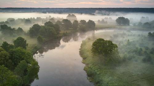 Занималось утро над летней дубравой