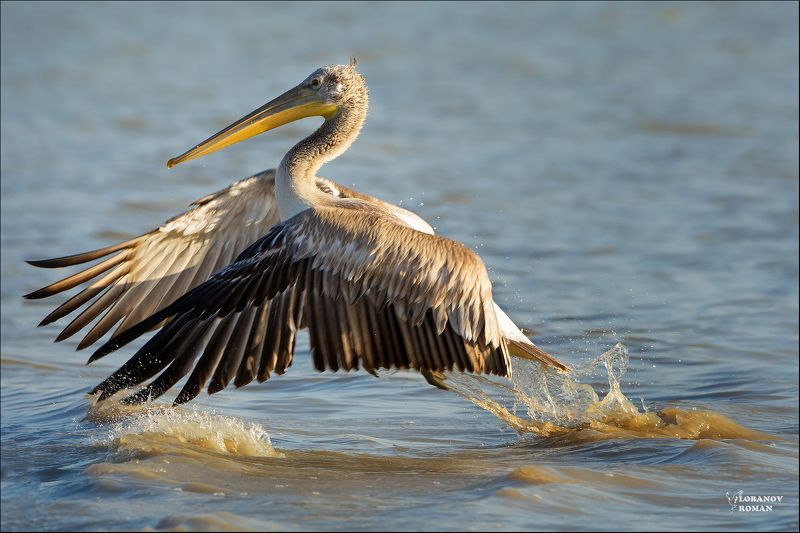 * * * фото превью