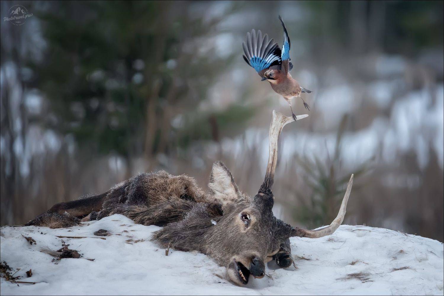 беларусь, красный бор, фототур в красный бор, фотоохота, сойка, реинкарнация, Влад Соколовский