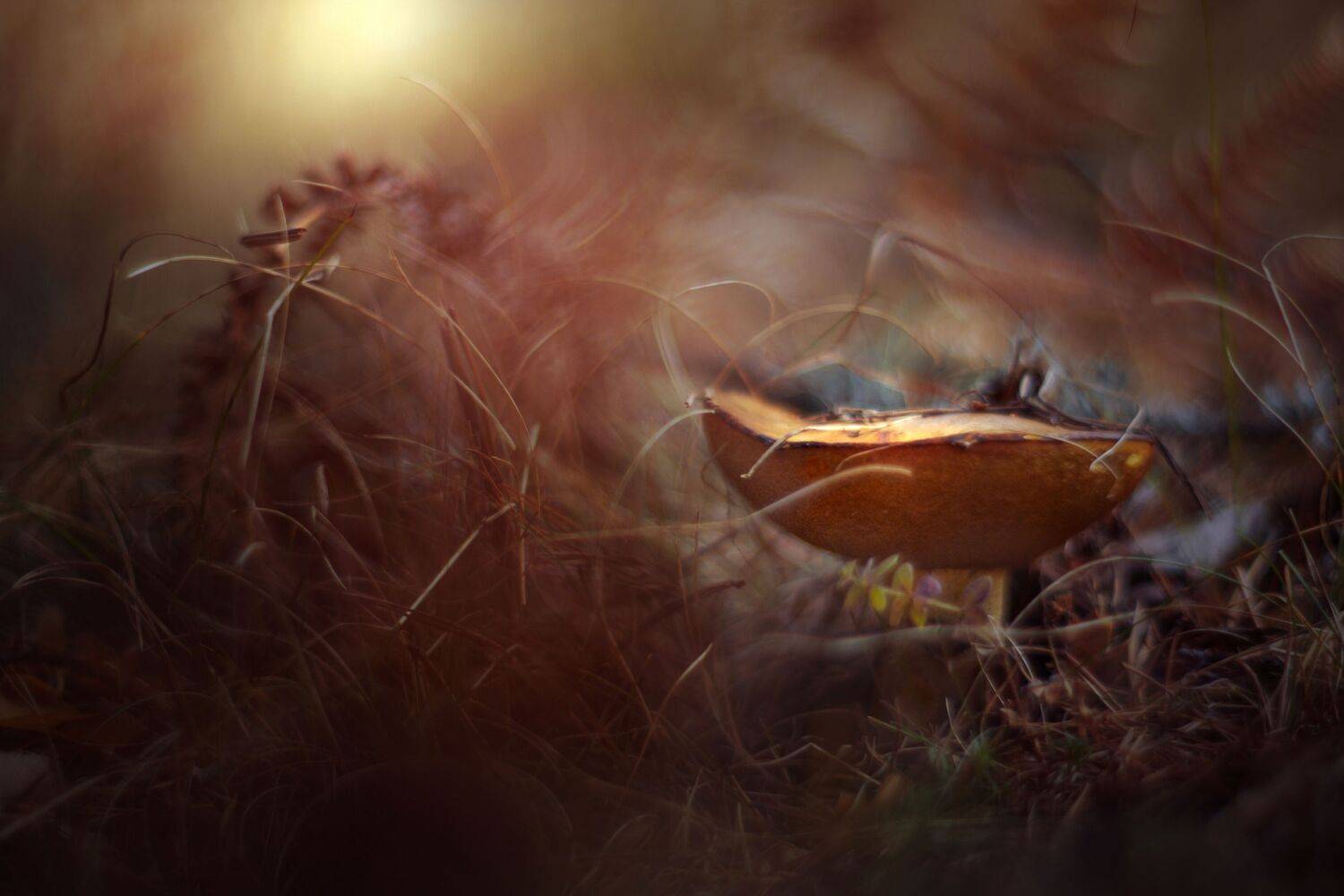 nature,nikon,flower,orange,purple,bokeh,dark,light,bokeh,zenit,helios,brown,mushroom,, ColorAddict.Nature Borislav Aleksiev