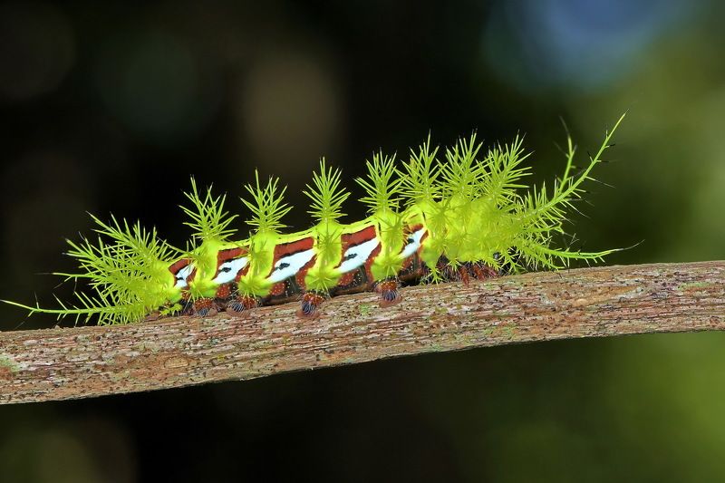 denis moura, mogi das cruzes, brasil Lagarta фото превью