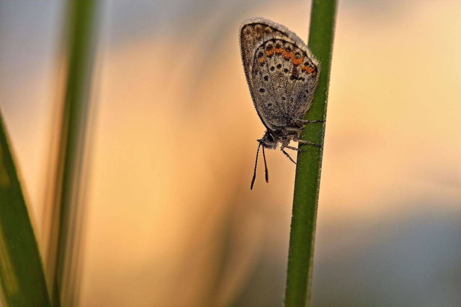 , Олег Резенов