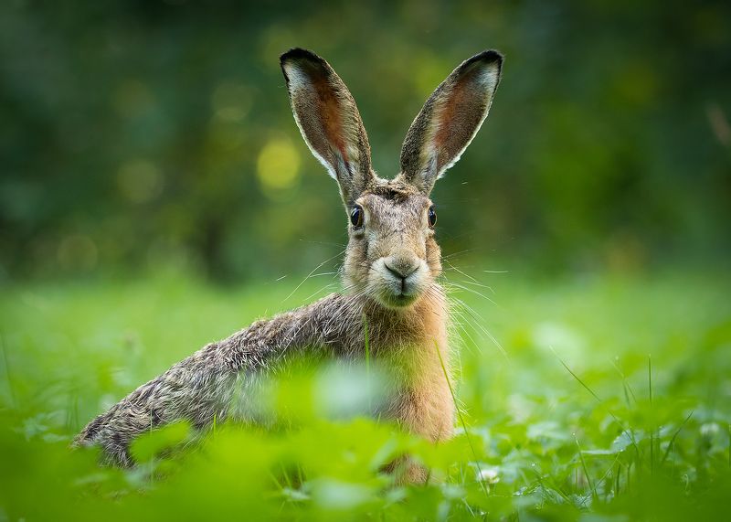 Hare фото превью