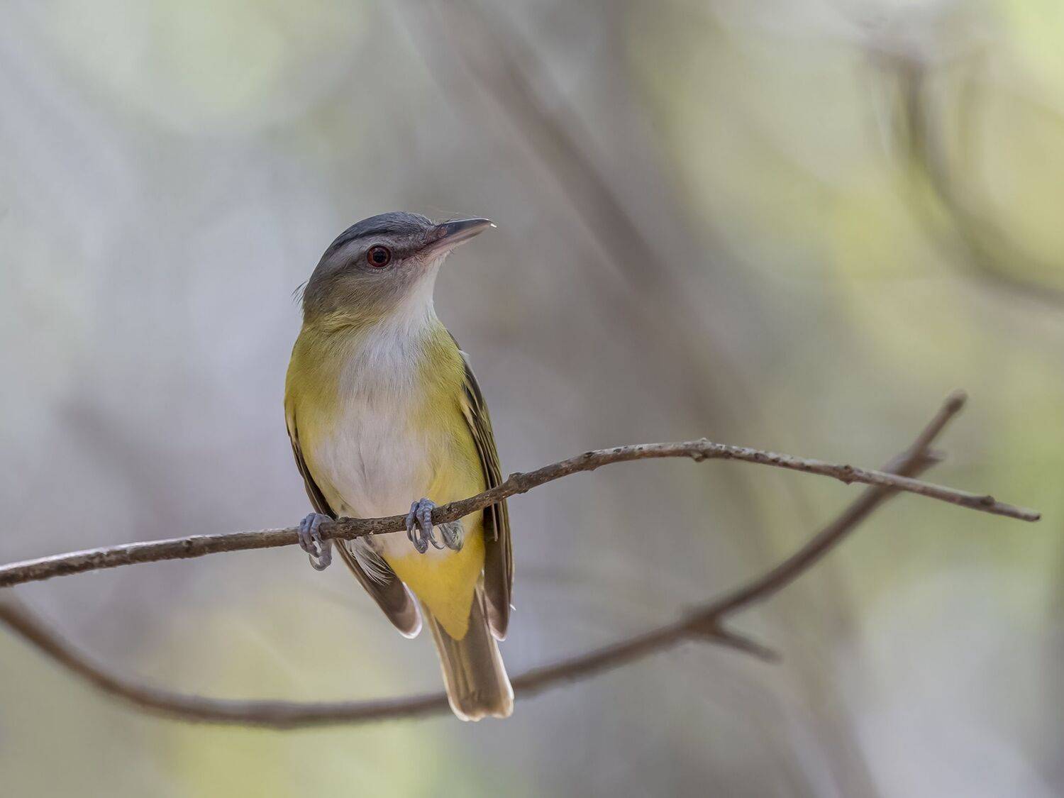 , Fernando Burgalin Sequeira