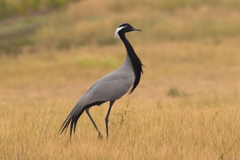 красавец фото превью