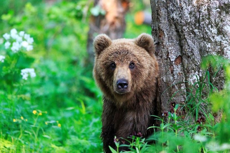 Плюшевый фото превью