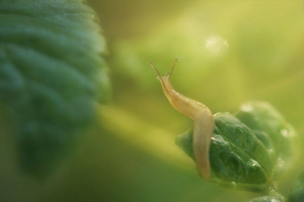 улитка, слизняк, slug, snail, макро, macro, Марина Хилько