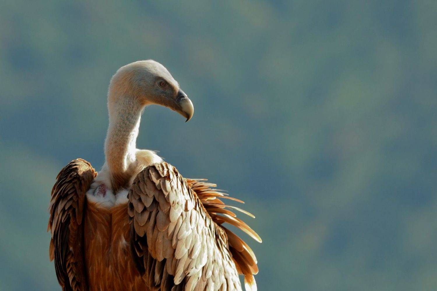 , Георги Славов