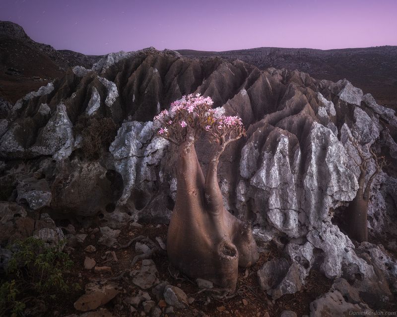Socotra фото превью
