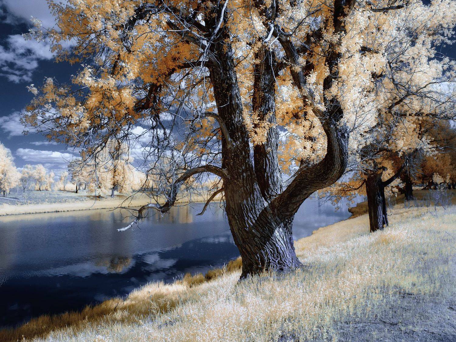 тополя, лето, река, инфракрасное фото, псевдоцвет,  Гобова Наталья