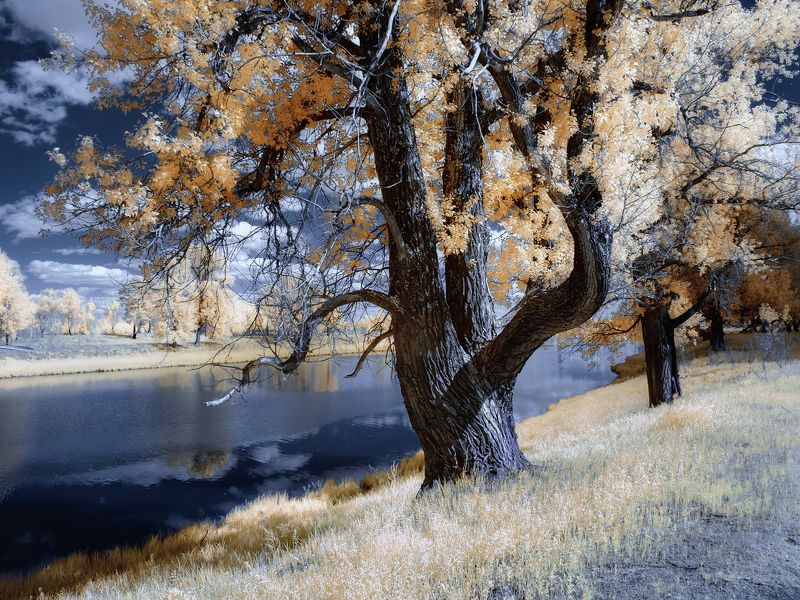 тополя, лето, река, инфракрасное фото, псевдоцвет Тополя (2) фото превью