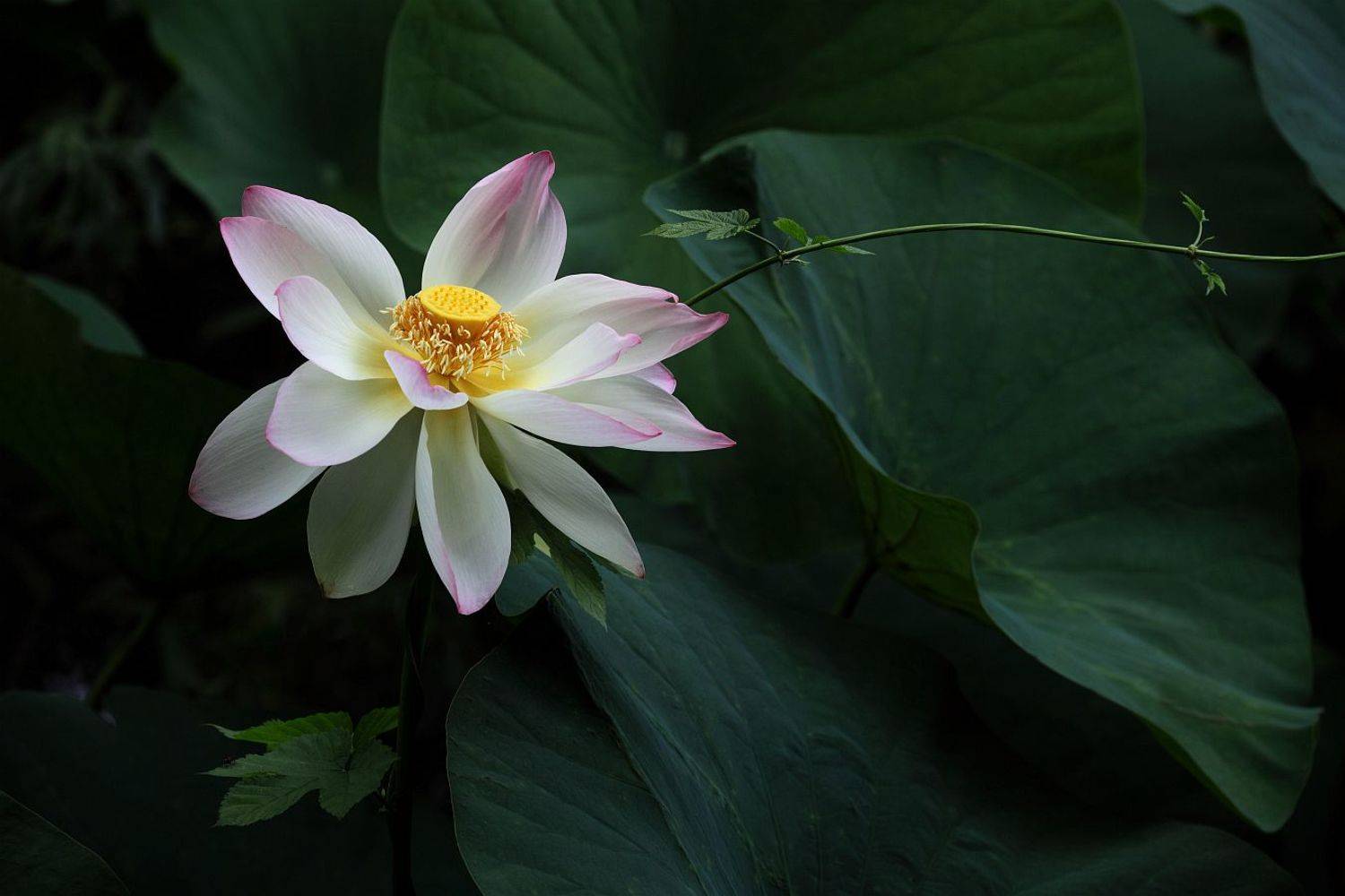 , Сергей Фудиненко