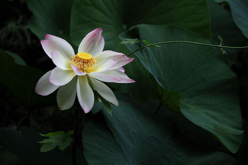 Цветок лотоса фото превью