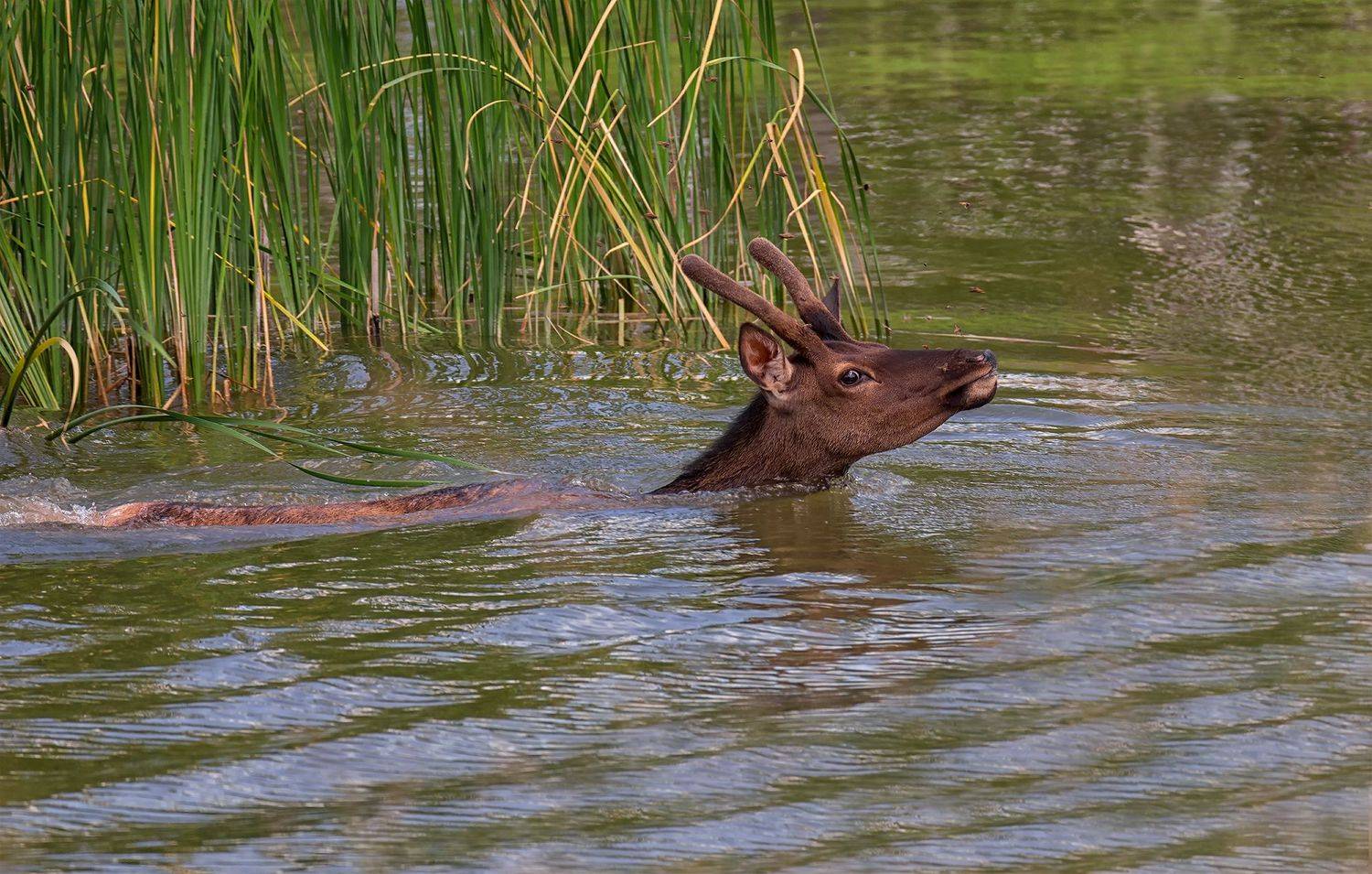 , Марина Мочалова