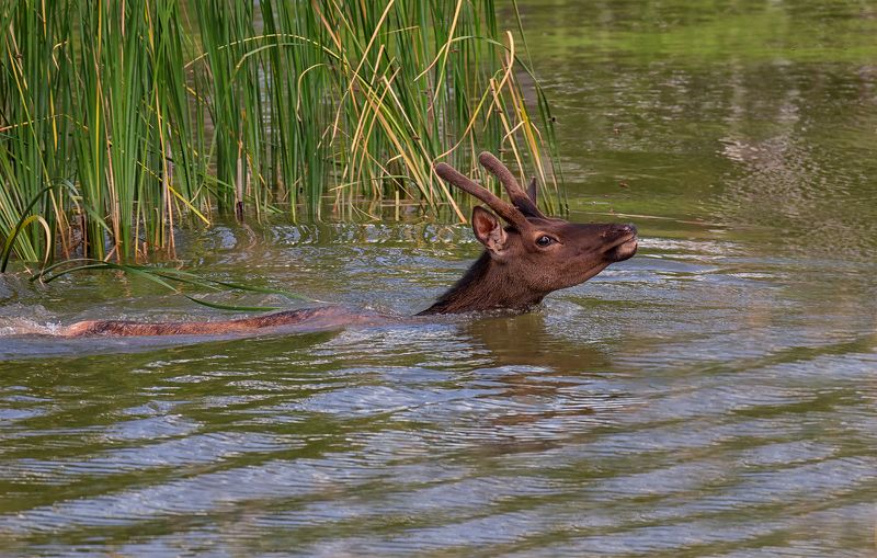 *** фото превью