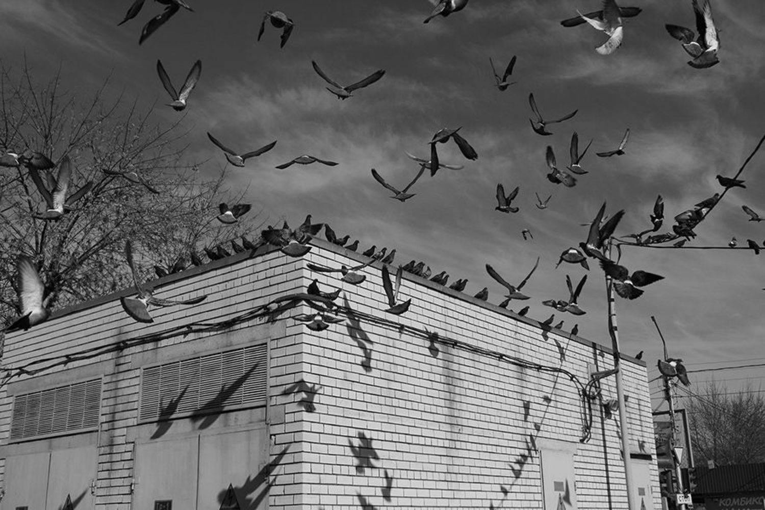 street, bw, fly, jenre, motion, real life, shadows, birds, Faletkin Mikhail