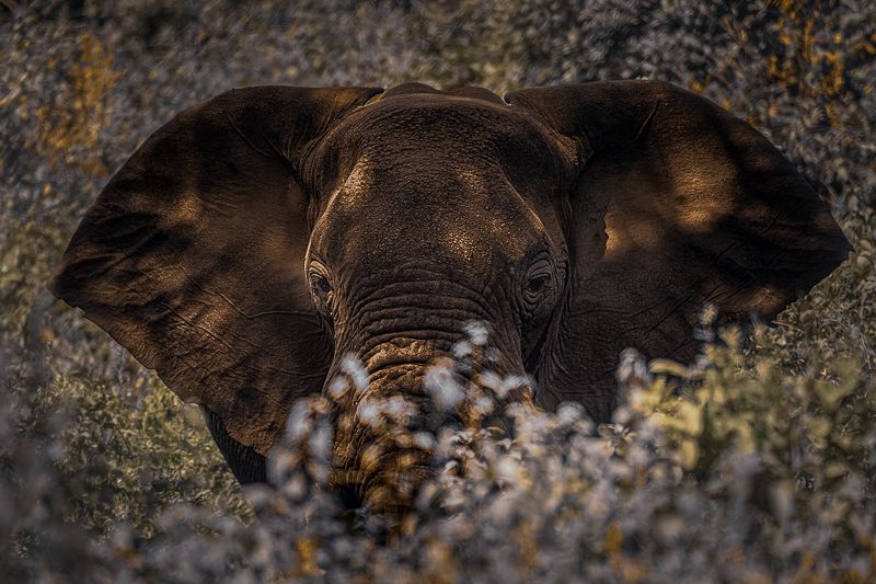 Elephant from African Bush фото превью