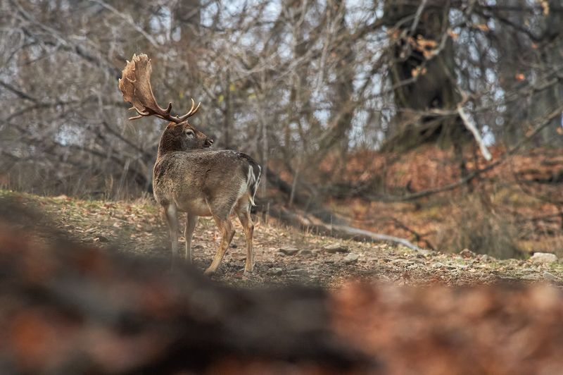 nature, wildlife *** фото превью