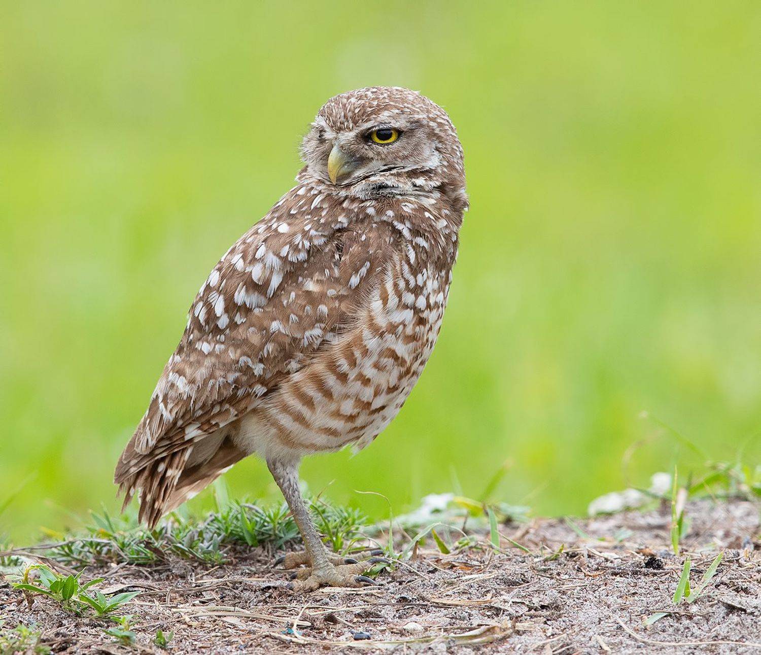 кроличий сыч, florida, burrowing owl, owl, флорида,сыч, Elizabeth Etkind