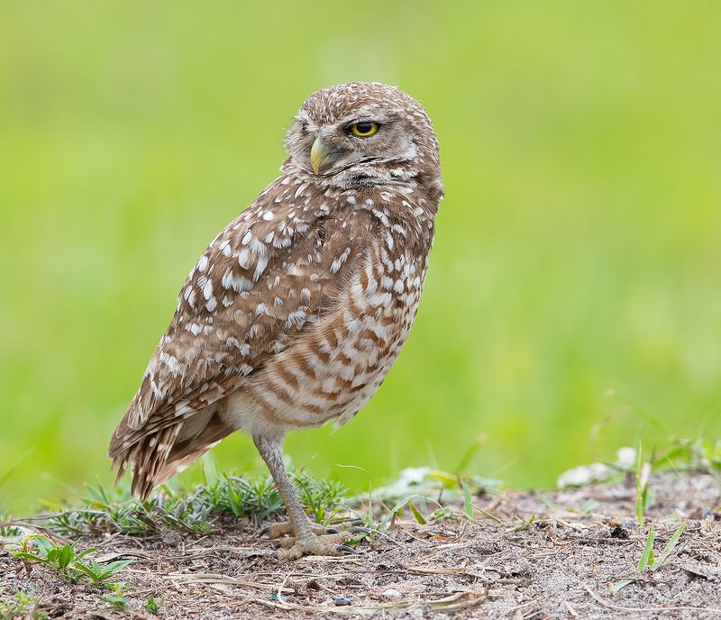 кроличий сыч, florida, burrowing owl, owl, флорида,сыч Burrowing Owl - Кроличий сыч фото превью