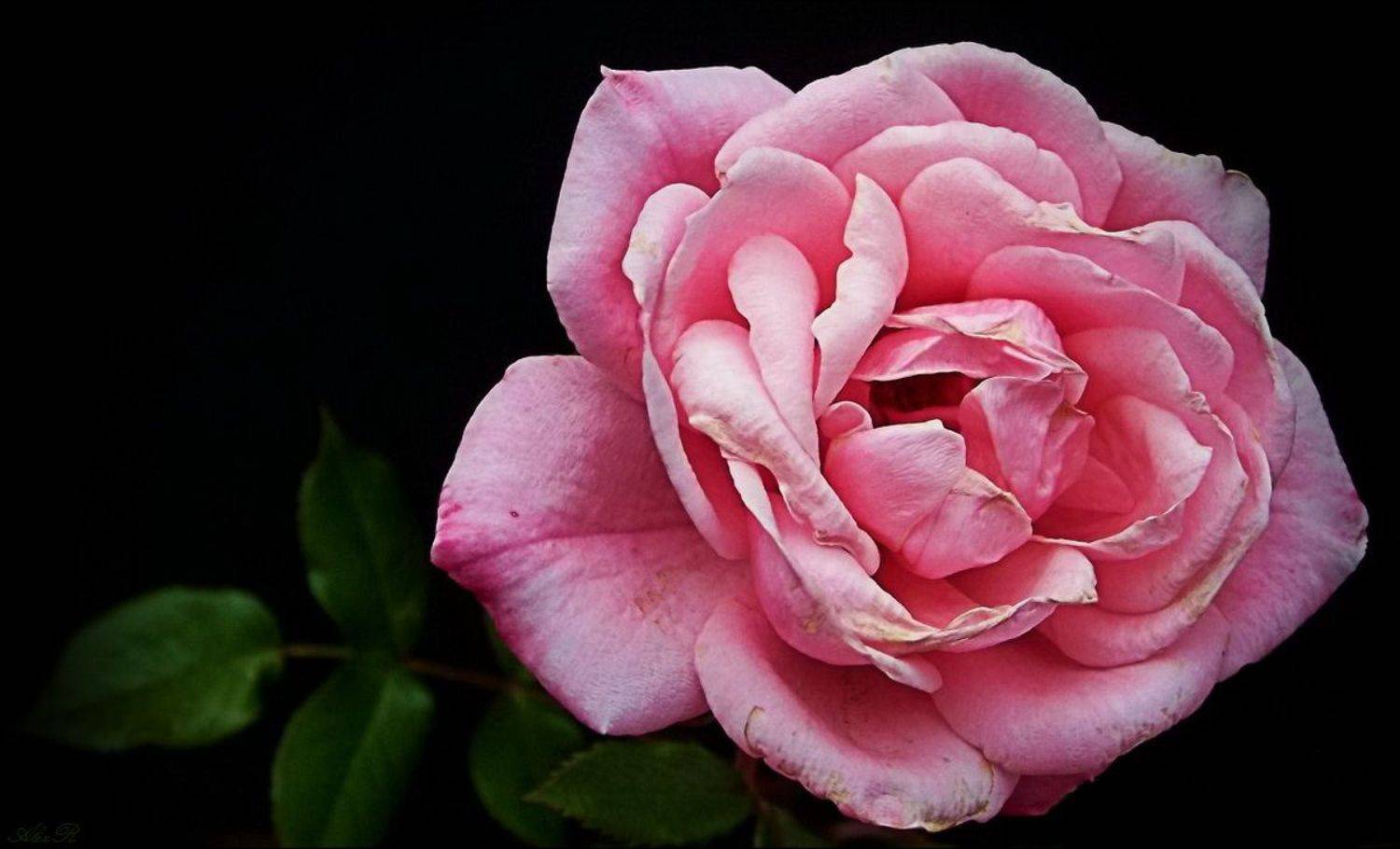 , Razgulyaev Aleksandr