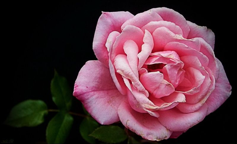 Роза... фото превью