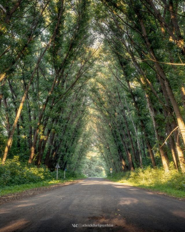 landscape Green Tunnel фото превью