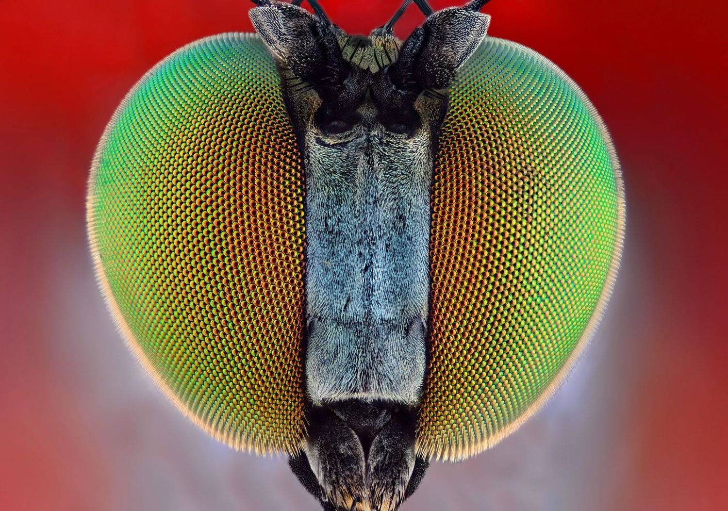 irass, waledzik, nat geo, olympus, close up, macro, extreme macro, макро, Ireneusz Irass Walędzik