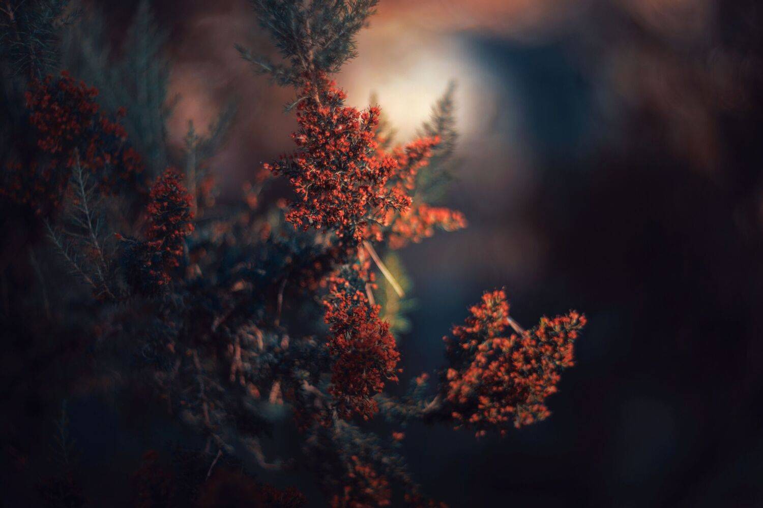 Dark,plant,light,green,orange,blue,, ColorAddict.Nature Borislav Aleksiev