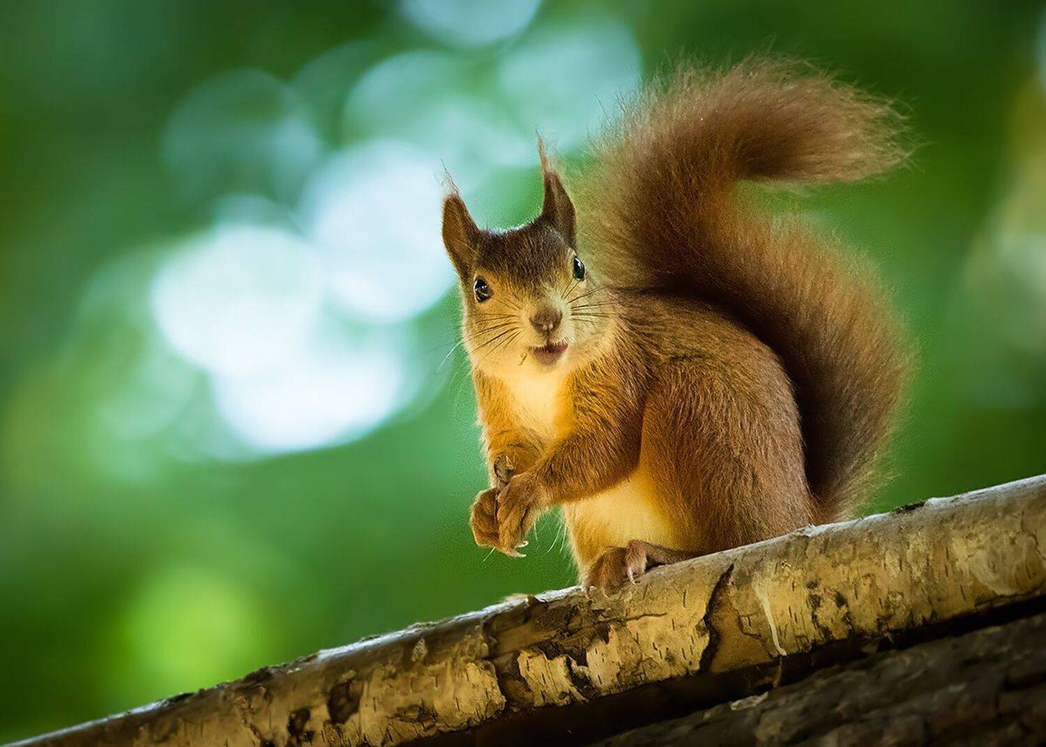 , Robert Adamec