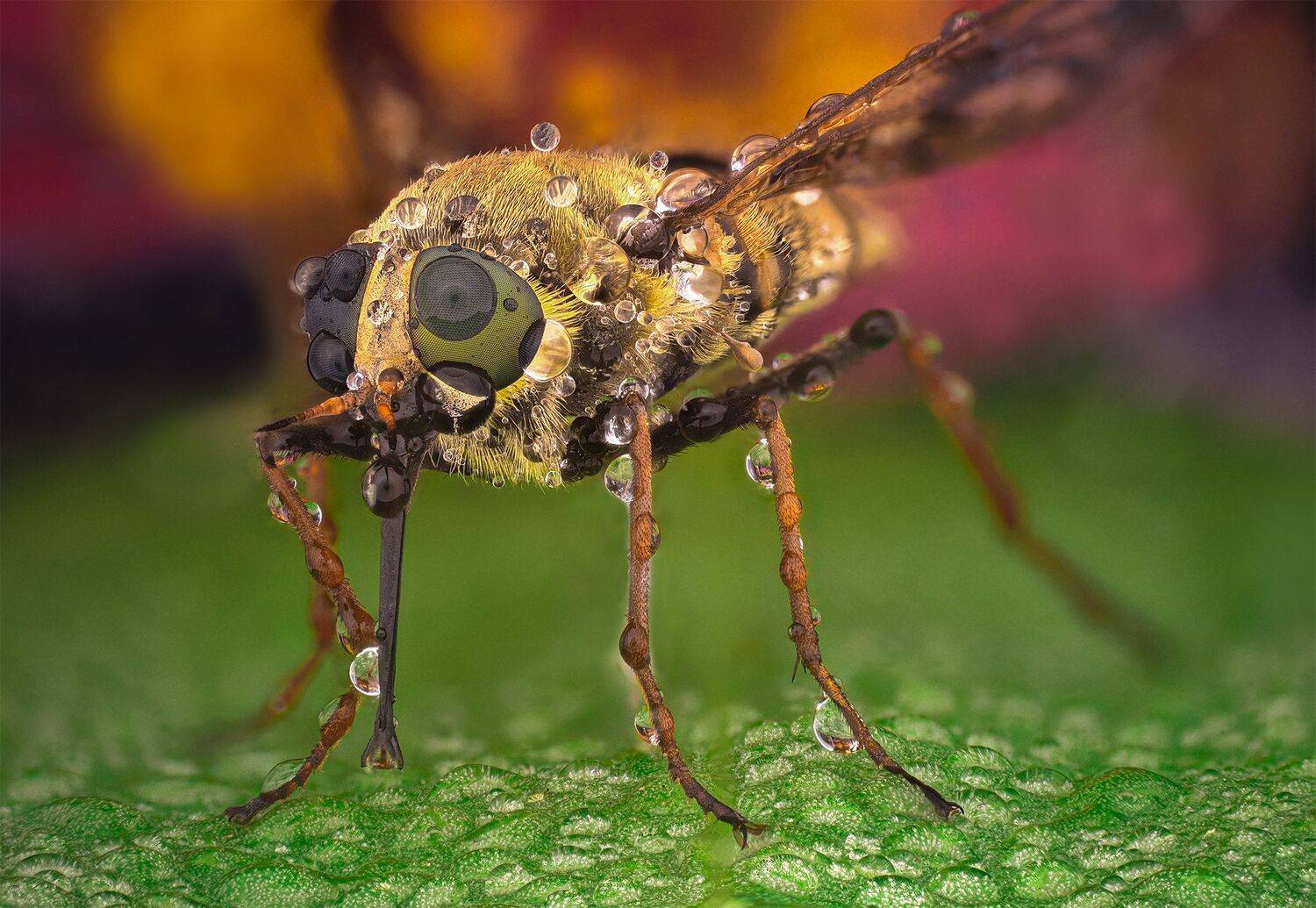 ceclii, nikon d5600,macro,lomo3.7, Tsvetan Ganev