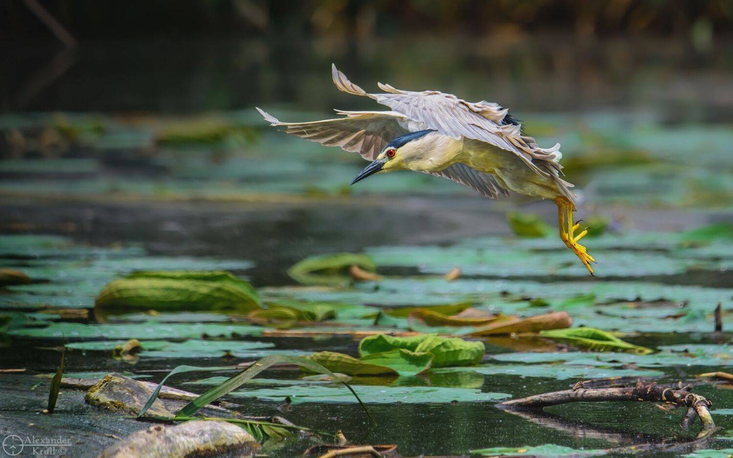 кваква, цапля, Александр Круль
