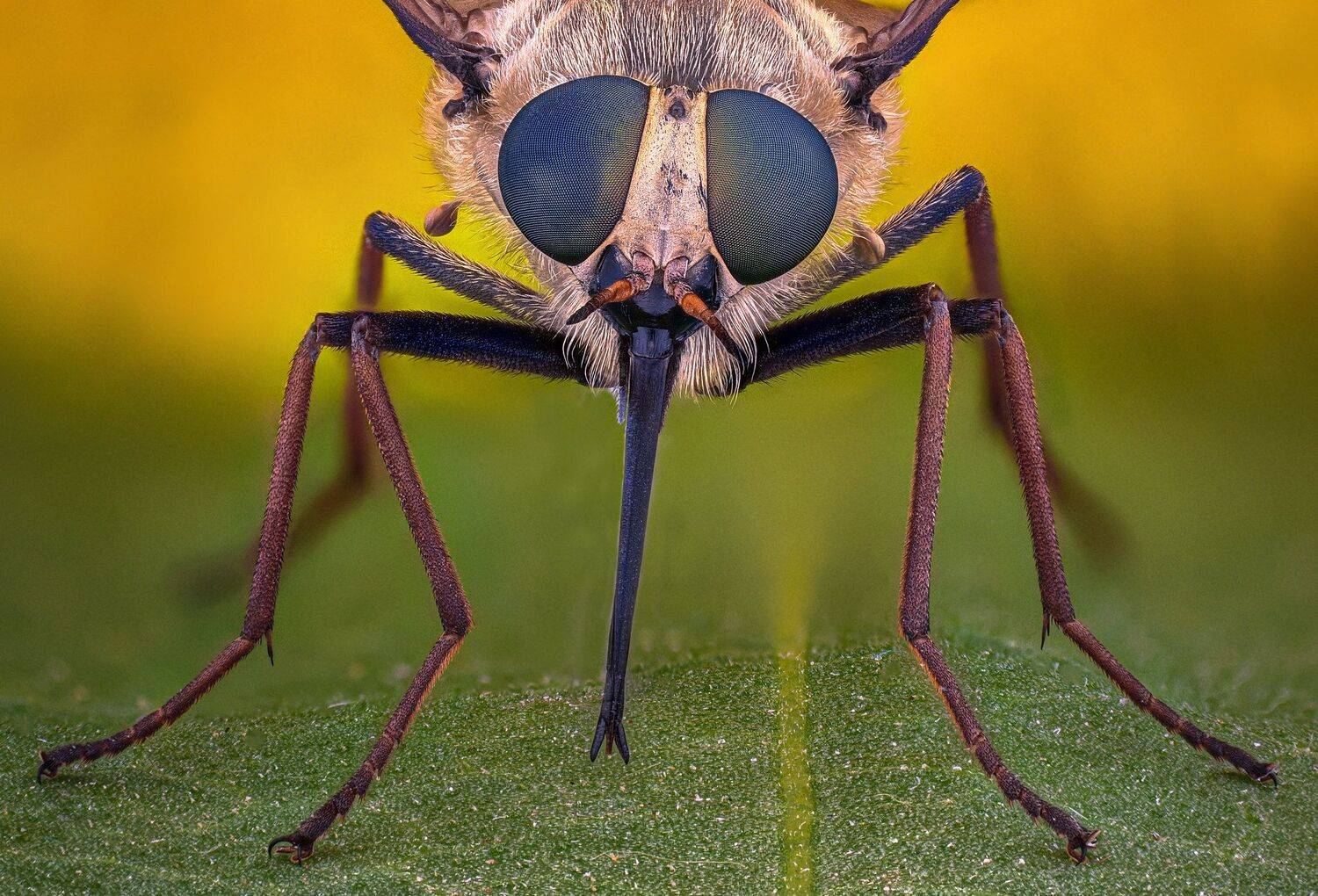 ceclii, nikon d5600,macro,lomo3.7, Tsvetan Ganev