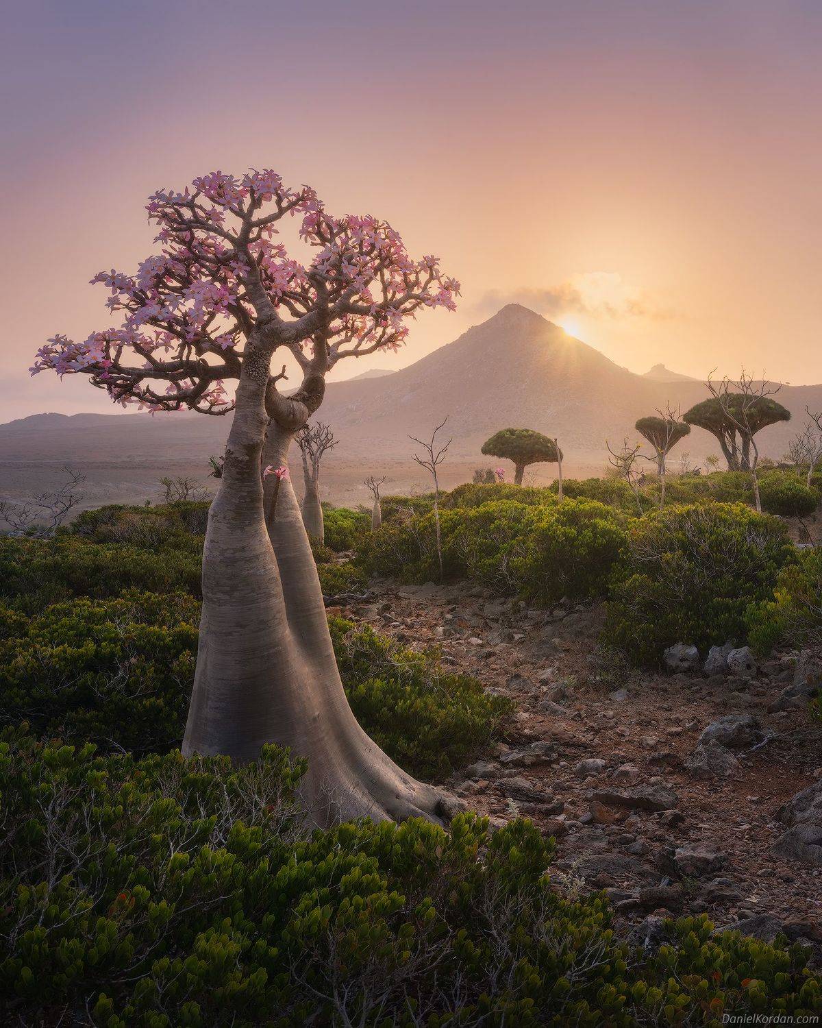 Socotra, Даниил Коржонов