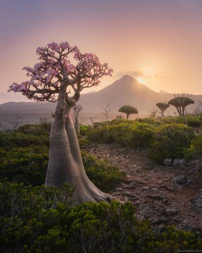 Socotra