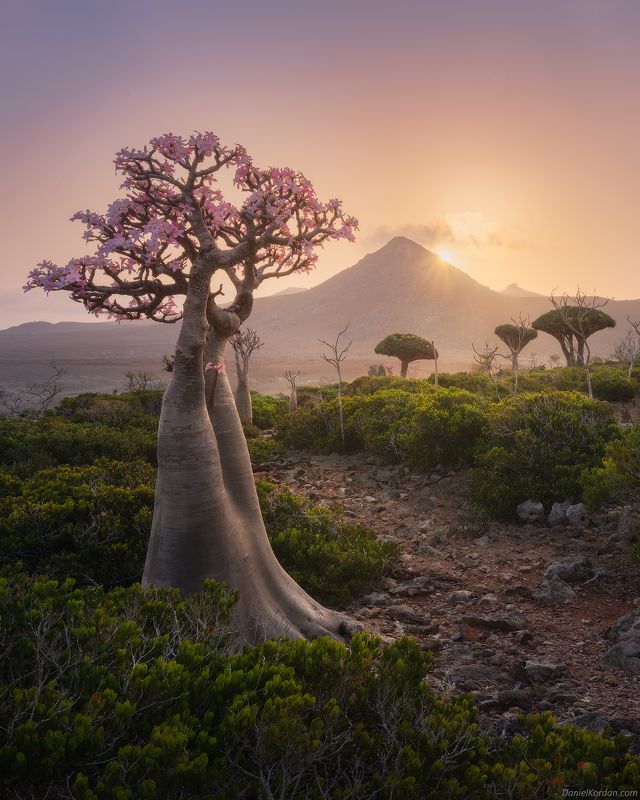 Socotra фото превью