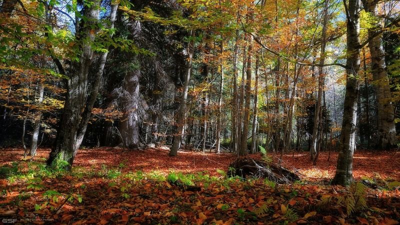 В буковом лесу фото превью